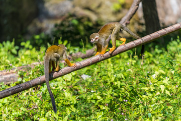 Squirrel monkeys are New World monkeys of the genus Saimiri. They are the only genus in the subfamily Saimirinae.