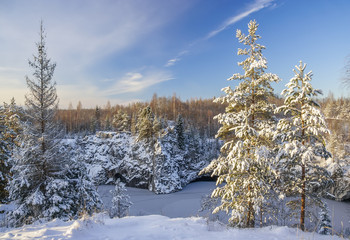 Three spruce trees on the edge of the Ruskeala marble canyon in Karelia, Russia