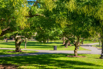 Boston USA Public Garden, Common Frog Pond and city skyline.