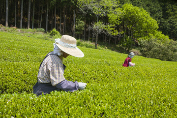 茶摘み