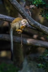 Squirrel monkeys are New World monkeys of the genus Saimiri. They are the only genus in the subfamily Saimirinae.