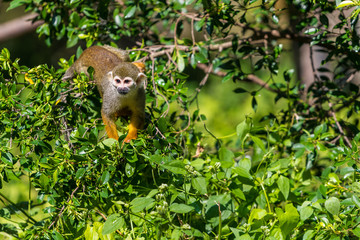 Squirrel monkeys are New World monkeys of the genus Saimiri. They are the only genus in the...