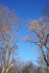 Winter tree without leaves under blue sky