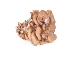 maitake mushrooms on white background