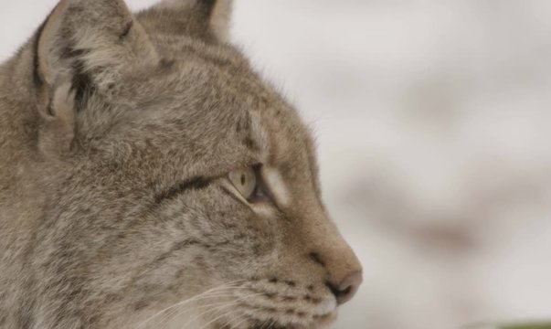 lynx in winter - red epic 5k footage