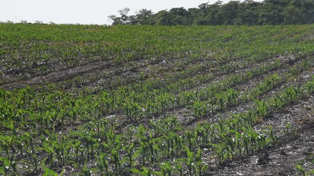 Campos de maiz, brotes y peque&ntilde;as plantas en Argentina, America Latina
