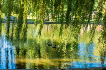 Boston USA Public Garden, Common Frog Pond and city skyline.