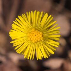 Flower in early spring, blooming coltsfoot, tussilago farfara, macro with bokeh background selective focus, shallow DOF