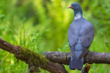Common wood pigeon perched on the top of aged stock of btanches backview with head turn