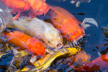 Obraz na płótnie Canvas Colorful japonese koi fish swiming in the koi pond, beautiful detail of koi fish, koi fish artistic background