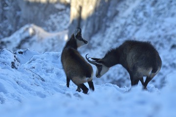 Chamois in winter season, Piatra Craiului National Park © remus20