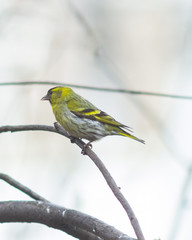 Male of Eurasian Siskin, Carduelis spinus, on branch close-up portrait, selective focus, shallow DOF