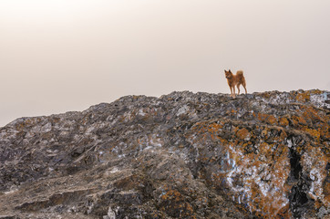 The dog on the cliff edge, autumn