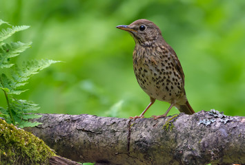 Young song thrush perched on big branch in spring forest