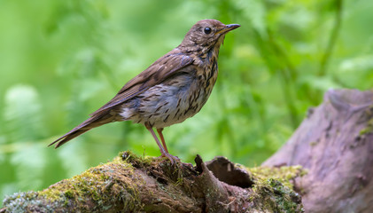 Young wet song thrush perched on big mossy stump in spring fern forest