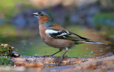 Male Chaffinch stands on a branch in a water pond