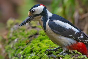 Close look at Male Great spotted woodpecker with beak full of ants and other insects for his nestlings
