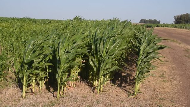 Campos de maiz, brotes y peque&ntilde;as plantas en Argentina, America Latina

