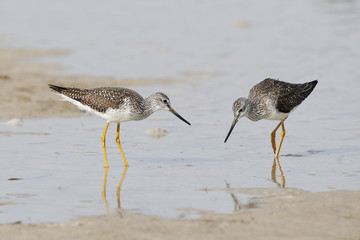 Pair of Greater Yellowlegs foraging at the edge of a tidal lagoon - Pinellas County, Florida
