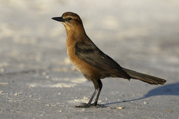 Female Boat-tailed Grackle  - Cedar Key, Florida