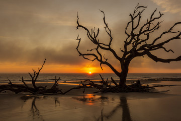 Fototapeta premium Driftwood and dead tree on a beach at sunrise - Jekyll Island, Georgia