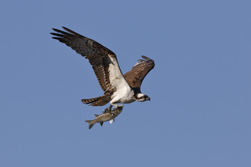 Osprey flying with a freshly caught fish - Cedar Key, Florida