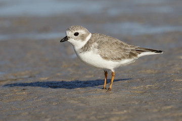 Piping Plover in non-breeding plumage foraging on a mud flat - Pinellas County, Florida