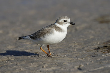 Piping Plover in non-breeding plumage foraging on a mud flat - Pinellas County, Florida