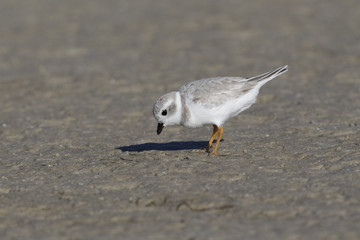 Piping Plover (Charadrius melodus)