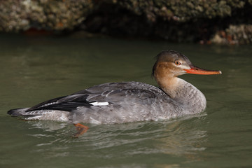 Female Red-breasted Merganser - Pinella County, Florida
