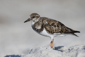 Ruddy Turnstone foraging on a beach - Pinellas County, Florida