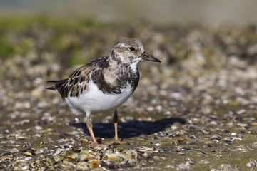 Ruddy Turnstone foraging on a beach - Pinellas County, Florida