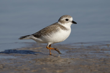 Piping Plover in non-breeding plumage foraging on a mud flat - Pinellas County, Florida