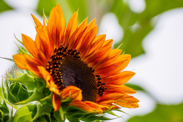 Naklejka premium close up of orange sunflower with creamy background