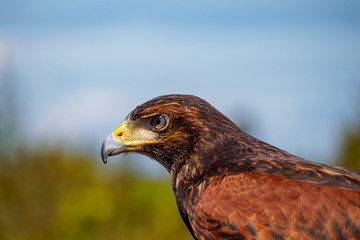 close up portrait of brown hawk with creamy background