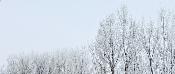 Snowy trees