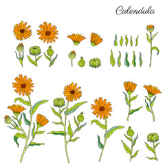 Calendula officinalis flowers isolated on white background, botanical hand drawn marigold, vector illustration for design package tea, cosmetic, natural medicine, greeting cards, wedding invitation - obrazy, fototapety, plakaty