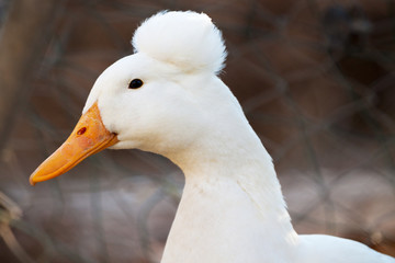 tête du canard à pompon blanc