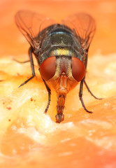 Housefly
