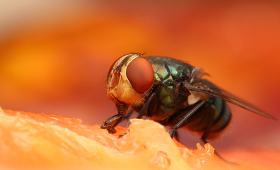 Housefly