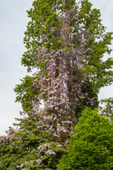 giant tree under the cloudy sky surrounded by pink flowers
