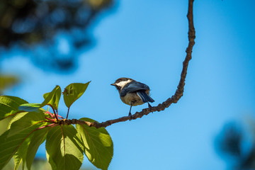 Black-capped chickadee resting on L shaped tree branch under the blue sky