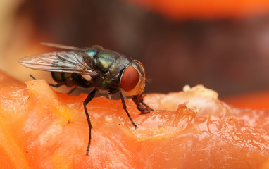 Housefly