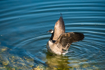 Canadian goose flipping its wings in the river close to the shore.