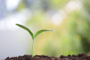 Growing young sprout