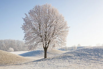 Winter scenery with trees and grass covered with hoarfrost