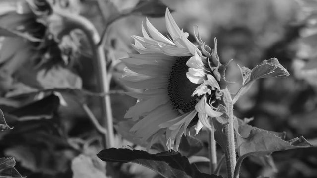 Helianthus annuus