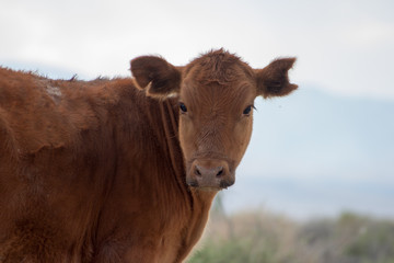 Vaca Estados Unidos 3