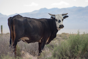 Vaca Estados Unidos