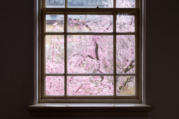 窓から　桜